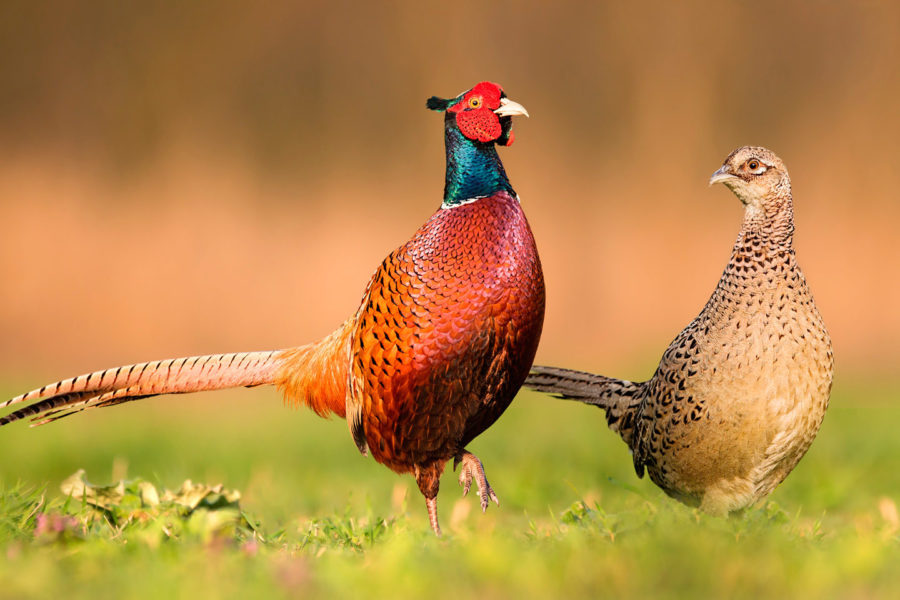 Artenschutz-Programm